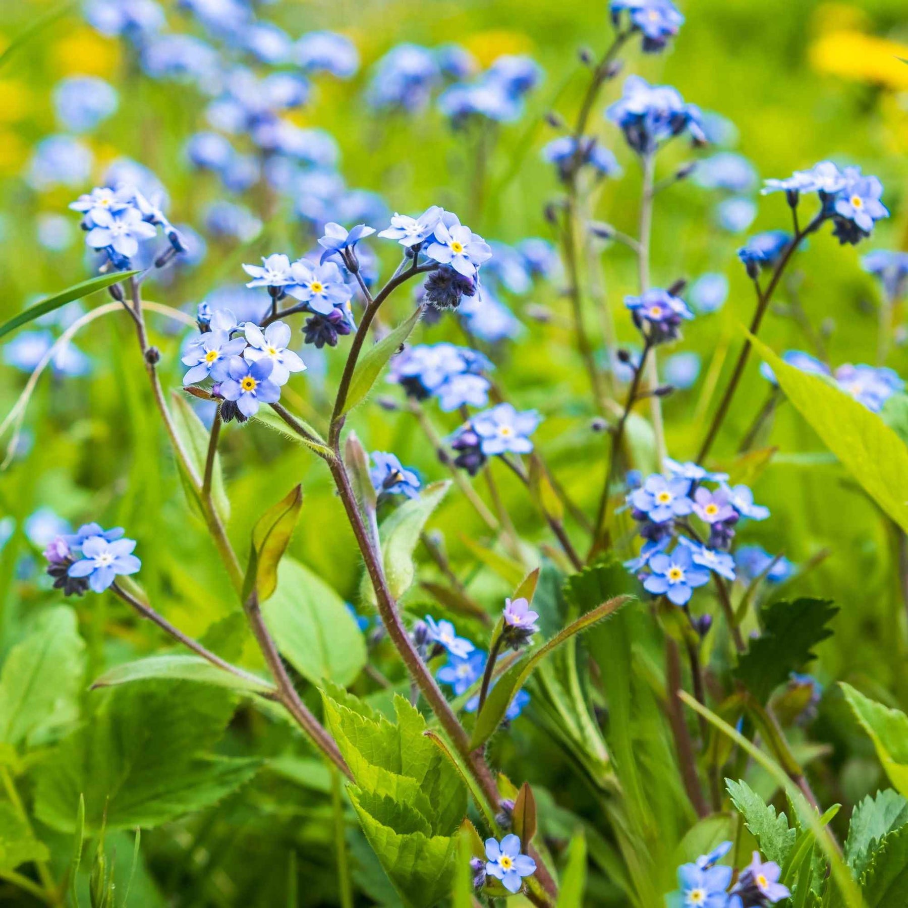 Myosotis palustris - Myosotis des marais - Plantes de berges