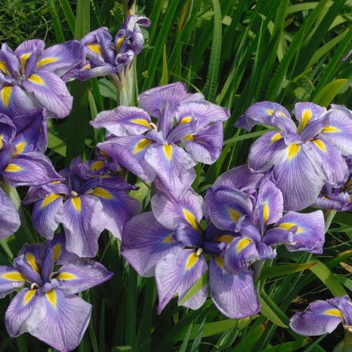 Iris du Japon - Iris kaempferi - Plantes aquatiques