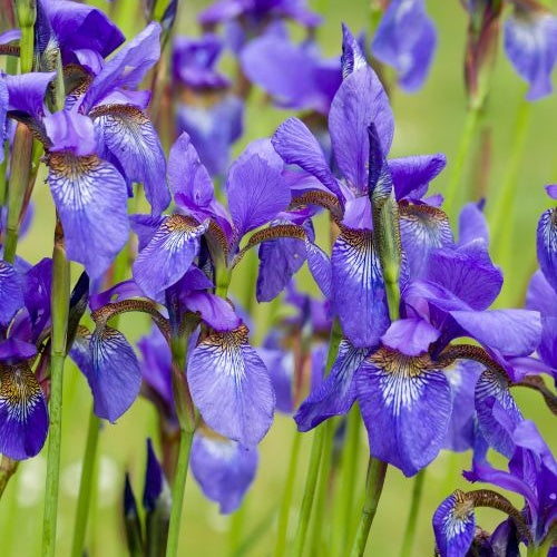 Iris de Sibérie - Iris sibirica - Plantes aquatiques
