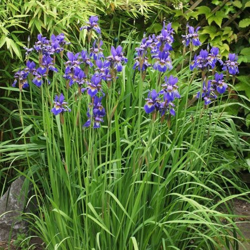 Iris de Sibérie - Iris sibirica - Plantes de berges