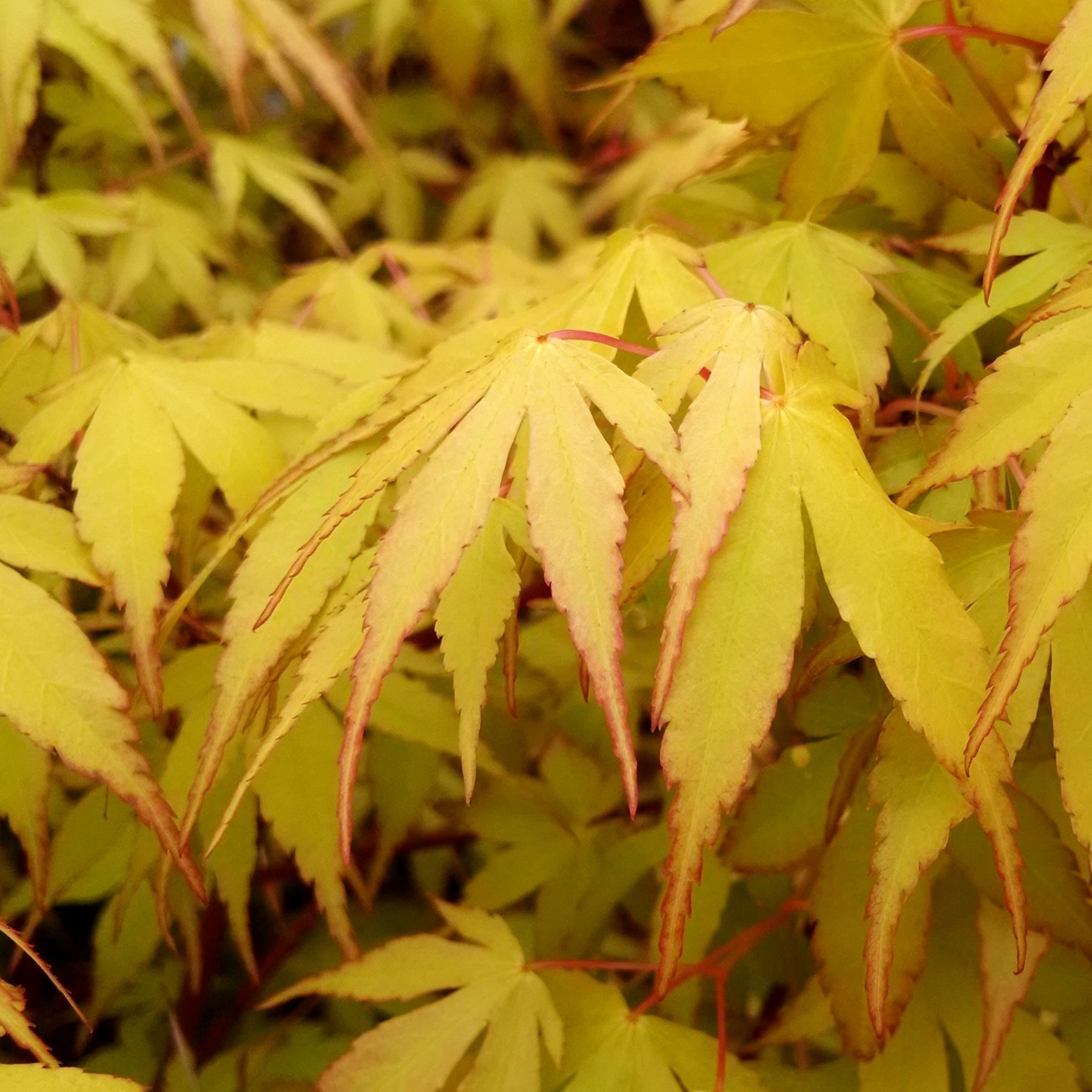 Erable du Japon Katsura - Acer palmatum katsura - Willemse