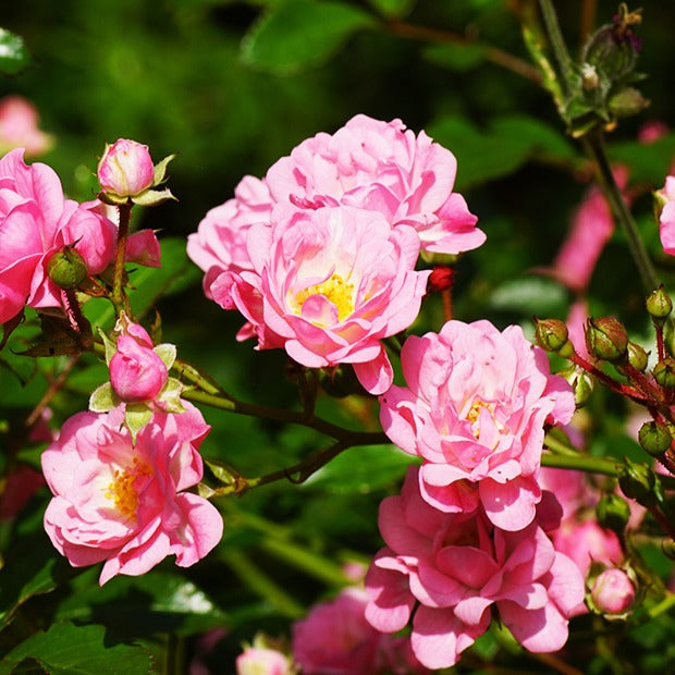 Rosiers nains - Rosier à massif The Fairy - Rosa polyantha 'The Fairy'