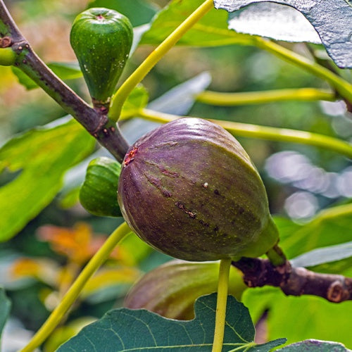 Figuier Brown Turkey - Ficus carica brown turkey - Willemse