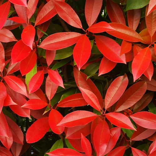 Photinia, Forsythia, Spireae Grefsheim , Chaneomeles - Collection Haie printanière - 4 arbustes - Collections d'arbustes