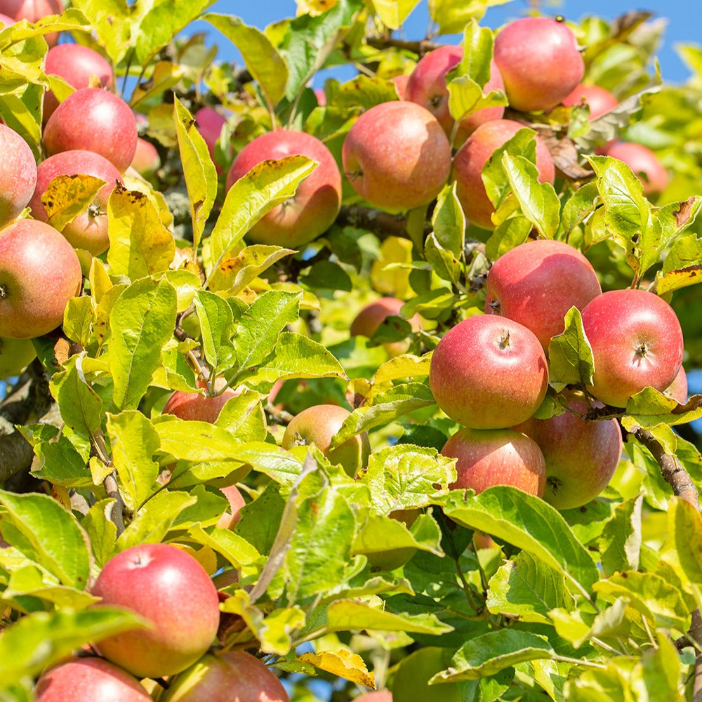 Pommier - Pommier Reine des Reinettes - Malus domestica Reine des Reinettes