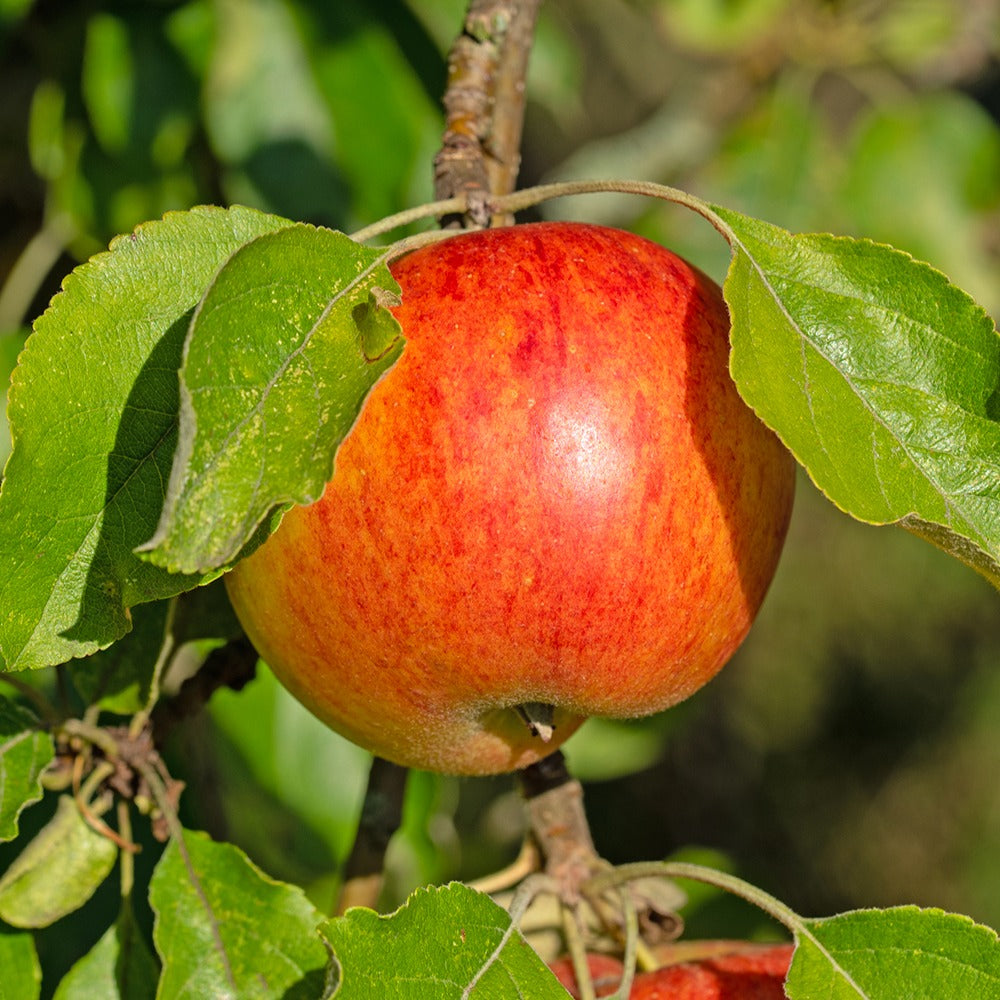 Pommier Reine des Reinettes - Malus domestica 'reine des renettes' - Plantes