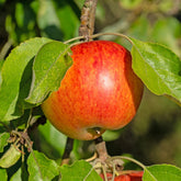 Pommier Reine des Reinettes - Willemse
