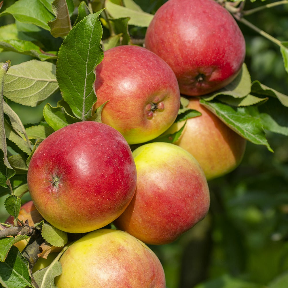 Pommier Reine des Reinettes - Malus domestica 'reine des renettes' - Fruitiers Arbres et arbustes