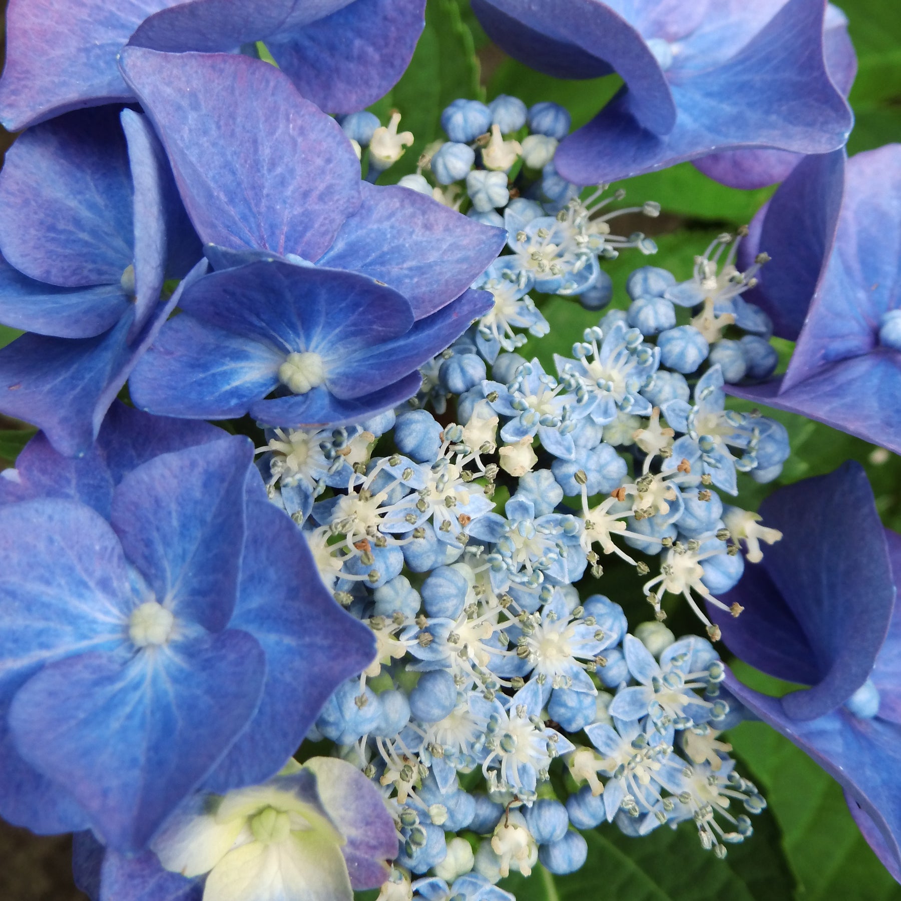 Hydrangea macrophylla teller blue - Hortensia Teller blue - Hortensia à grandes feuilles
