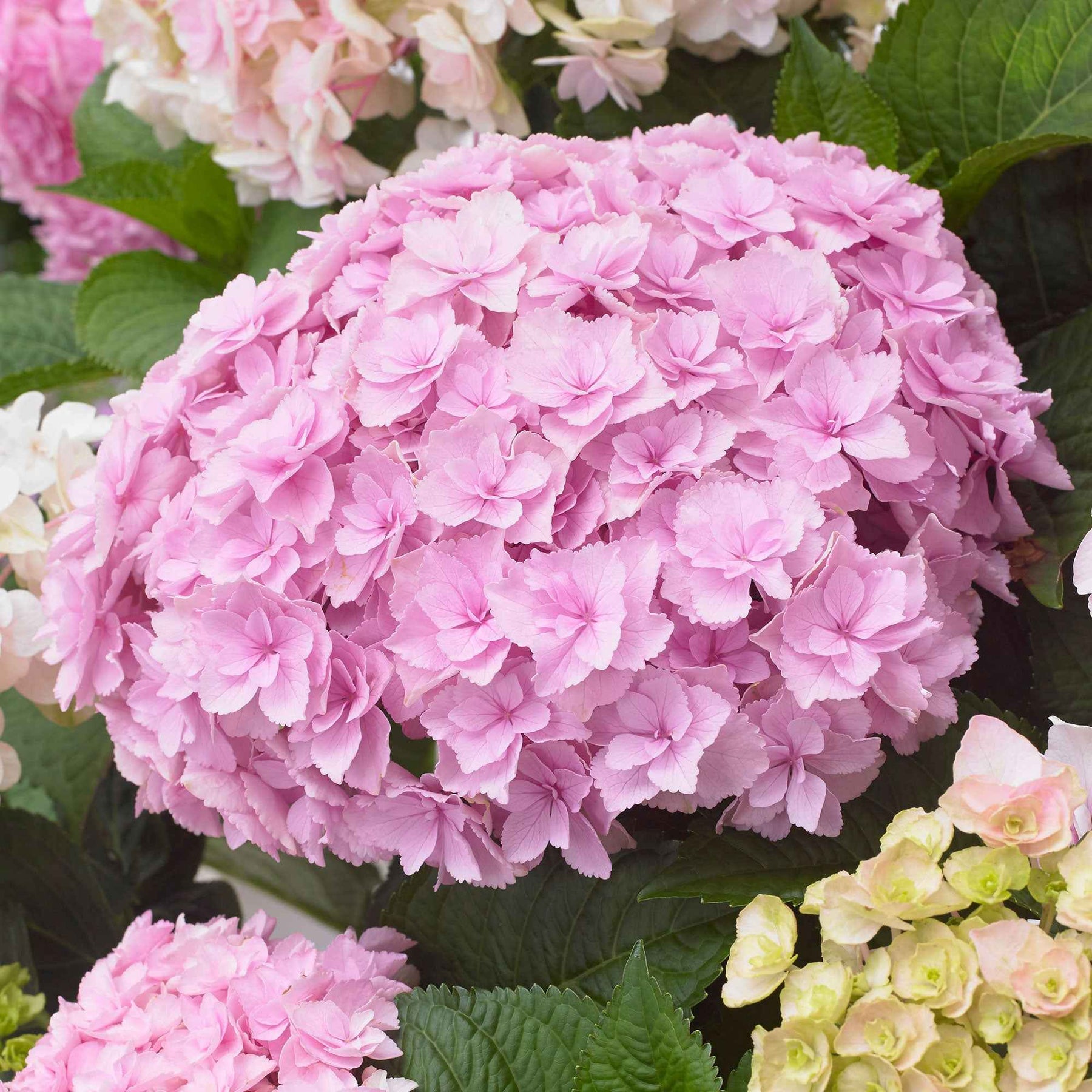 Hydrangea macrophylla Doppio Nuvola - Hortensia Doppio Nuvola - Hortensia à grandes feuilles