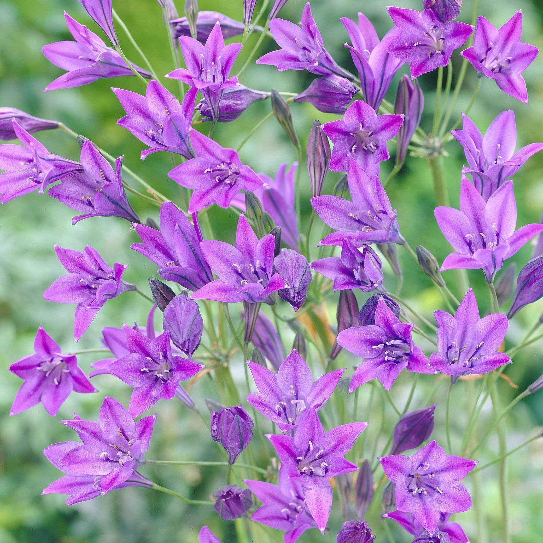 100 Triteleia Queen Fabiola - Willemse