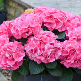Hortensia Rosita - Willemse
