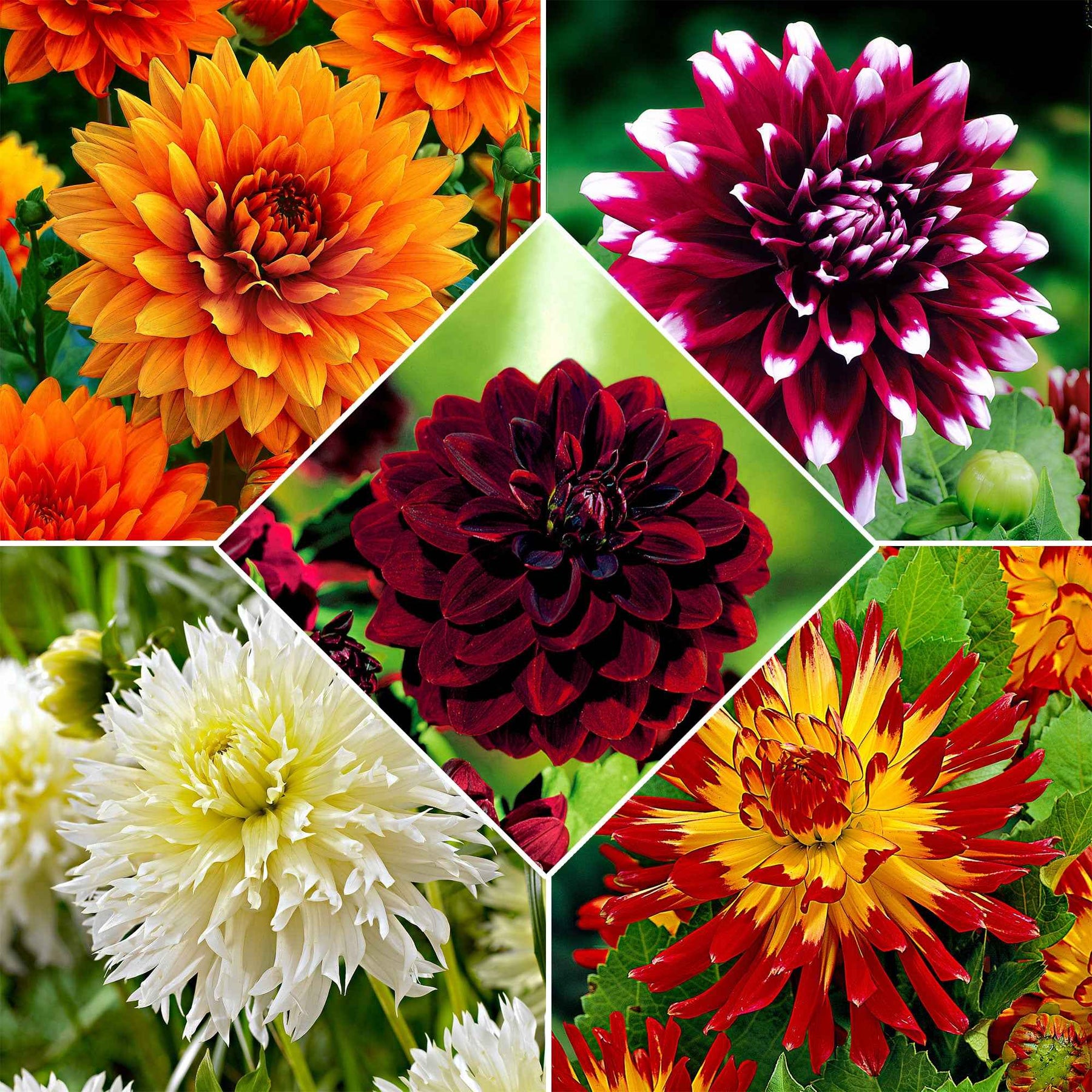 5 Dahlias à grandes fleurs The Kiss en mélange - Willemse