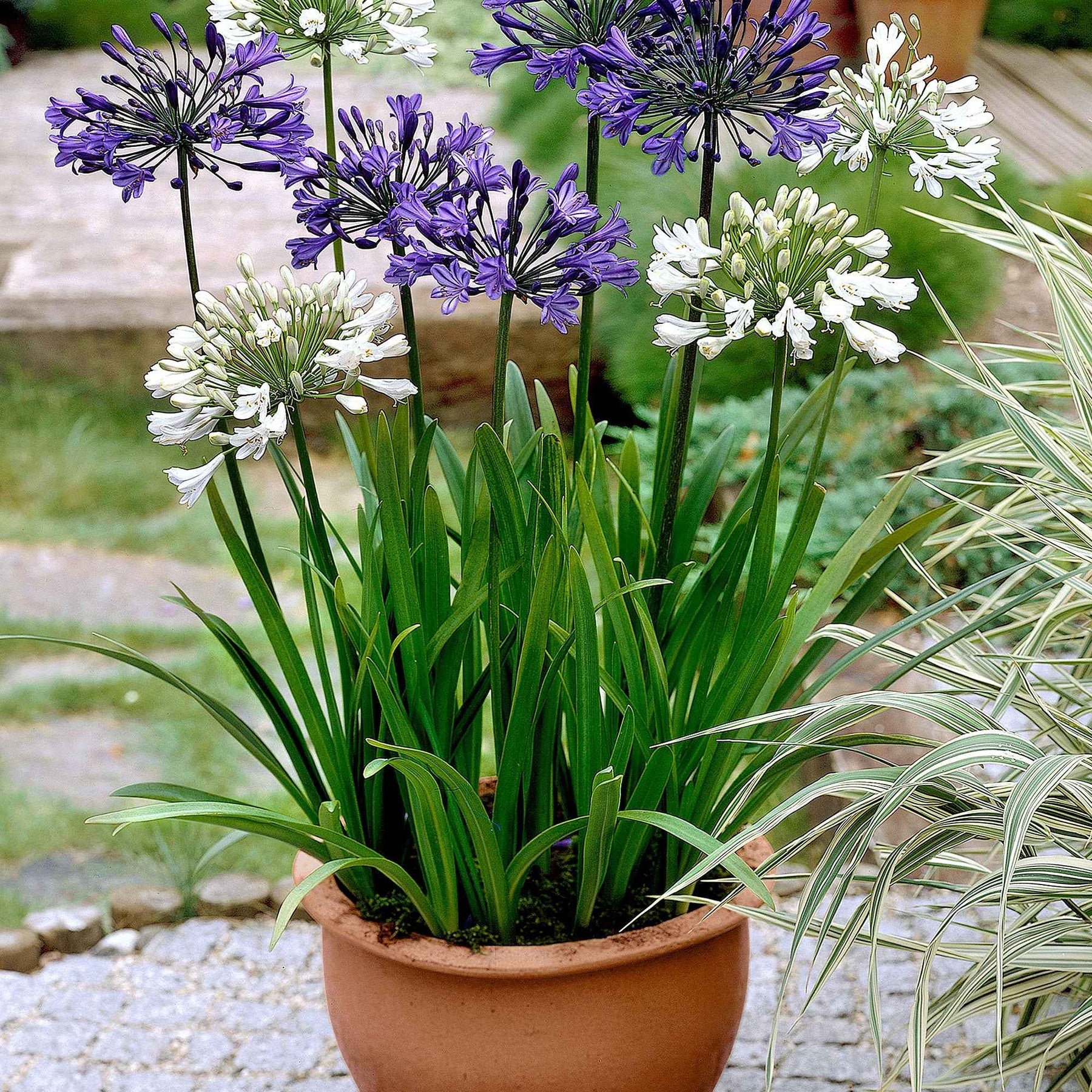 Agapanthus - 3 Agapanthes violettes et blanche en mélange - Agapanthes