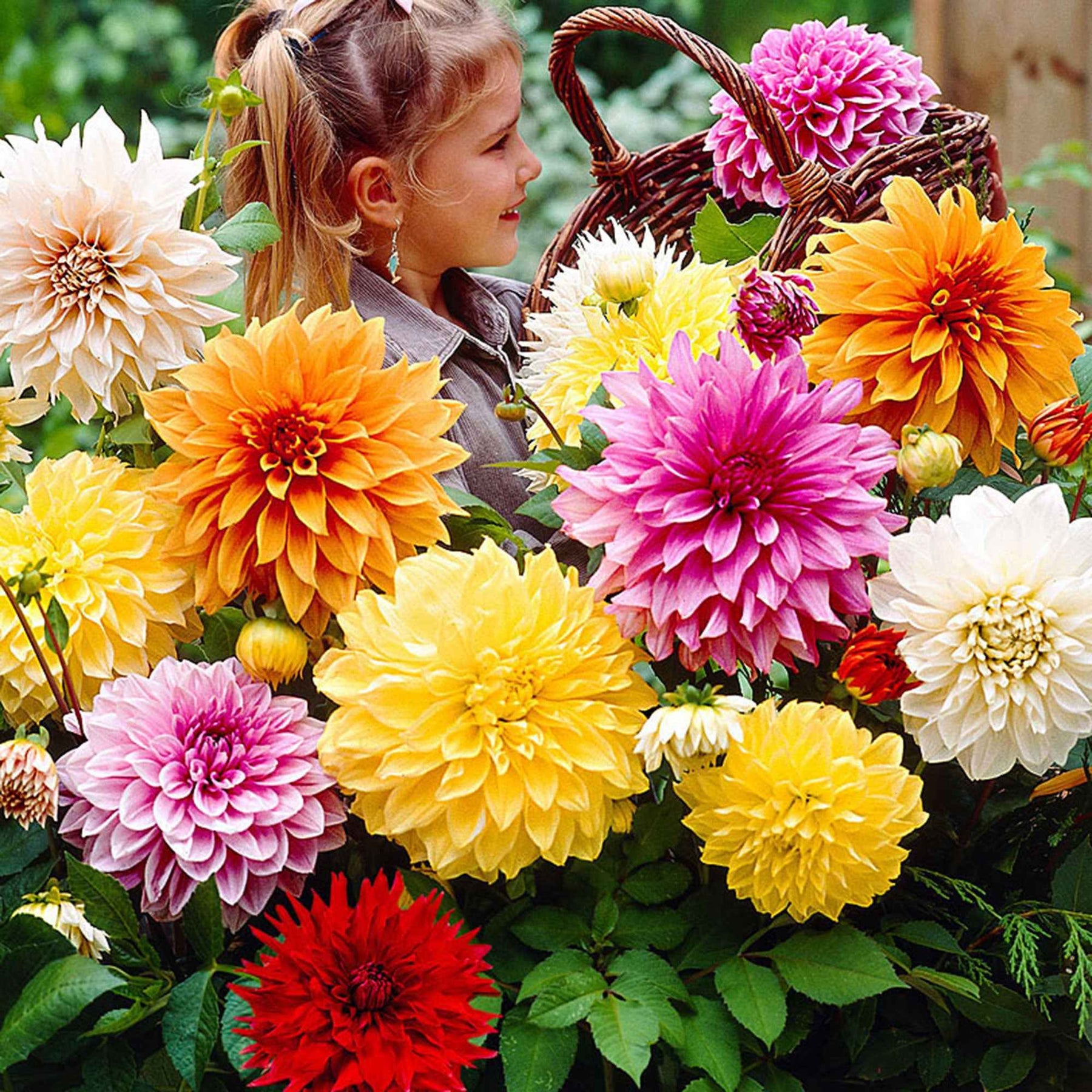 5 Dahlias à grandes fleurs Mammoth en mélange - Willemse