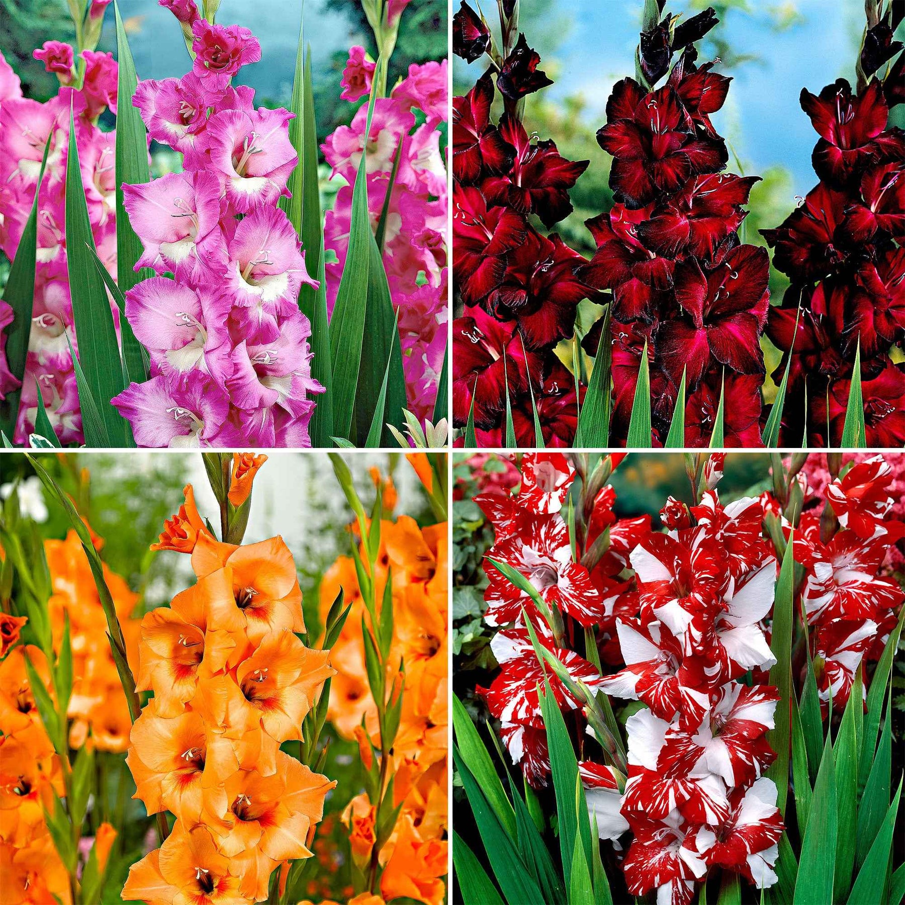 40 Glaïeuls à grandes fleurs Vivre en mélange - Willemse
