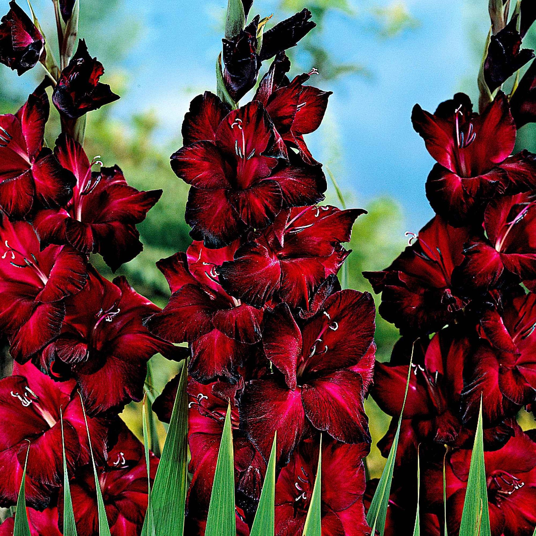 25 Glaïeuls à grandes fleurs Black Jack - Willemse