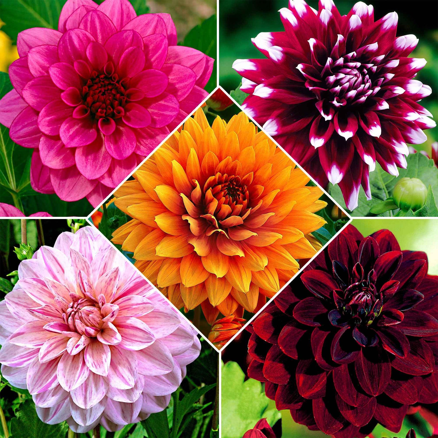 5 Dahlias à grandes fleurs en mélange - Willemse