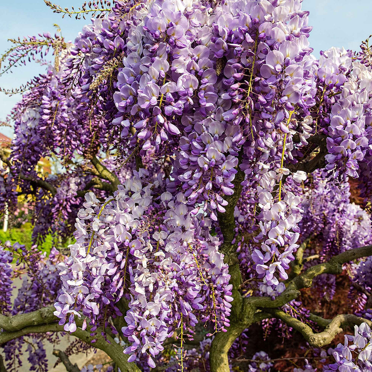 Glycine de Chine Prolific - Wisteria sinensis 'prolific' - Willemse