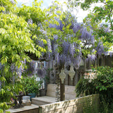 Glycine de Chine Caroline - Willemse