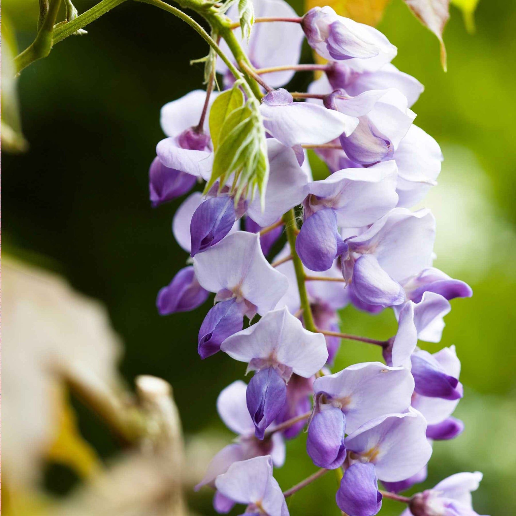 Glycines - Glycine de Chine Caroline - Wisteria sinensis 'caroline'