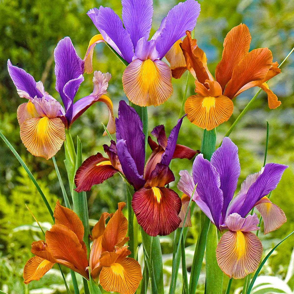 40 Iris de Hollande Tiger en mélange - Willemse
