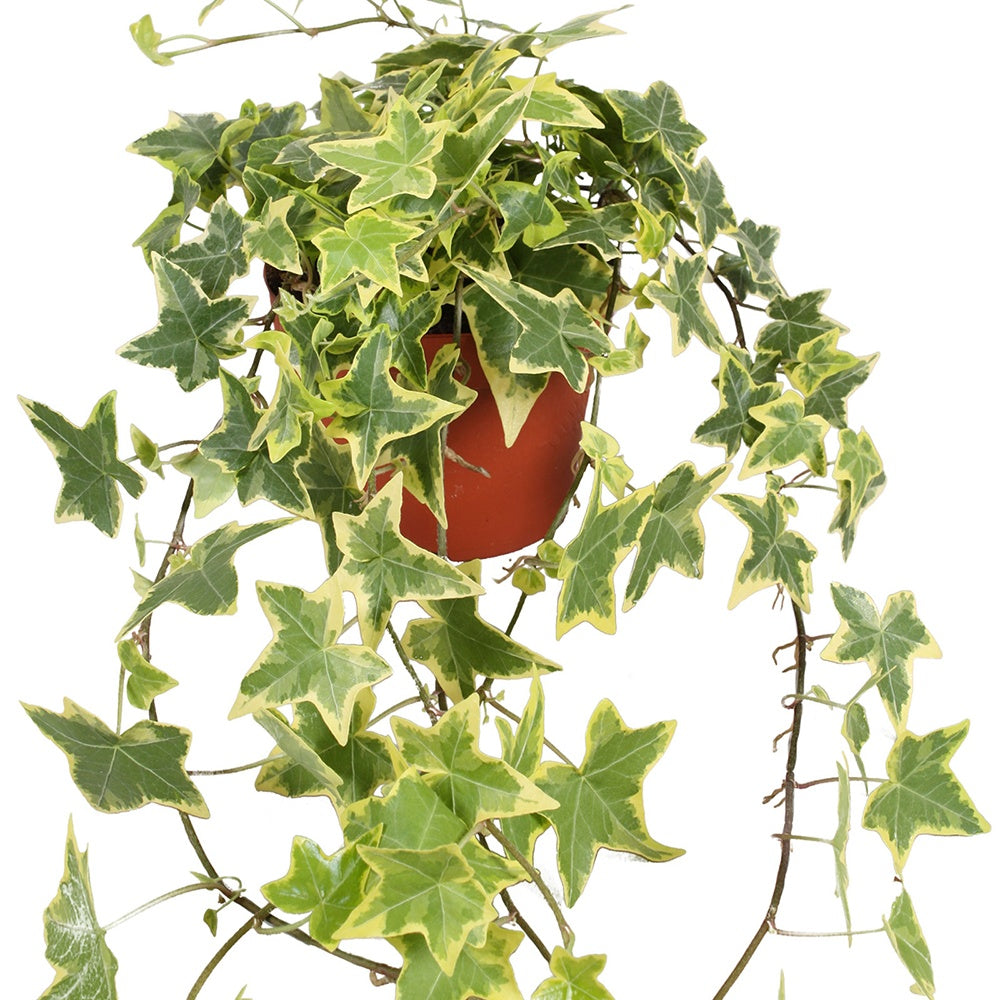 Hedera helix 'Goldchild' - Lierre commun Goldchild - Plante suspendue - Lierre