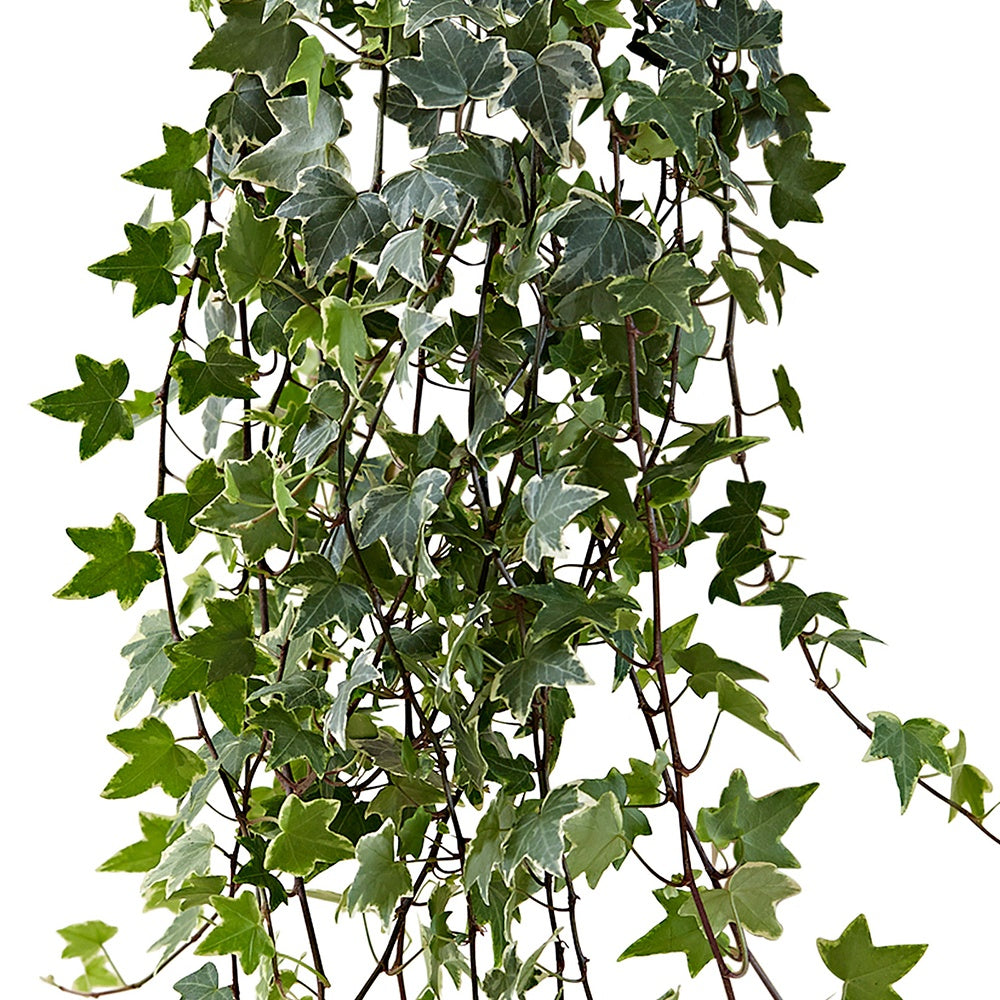 Lierre commun Eva - Hedera helix eva - Willemse