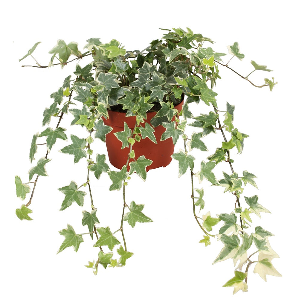 Hedera helix eva - Lierre commun Eva - Lierre