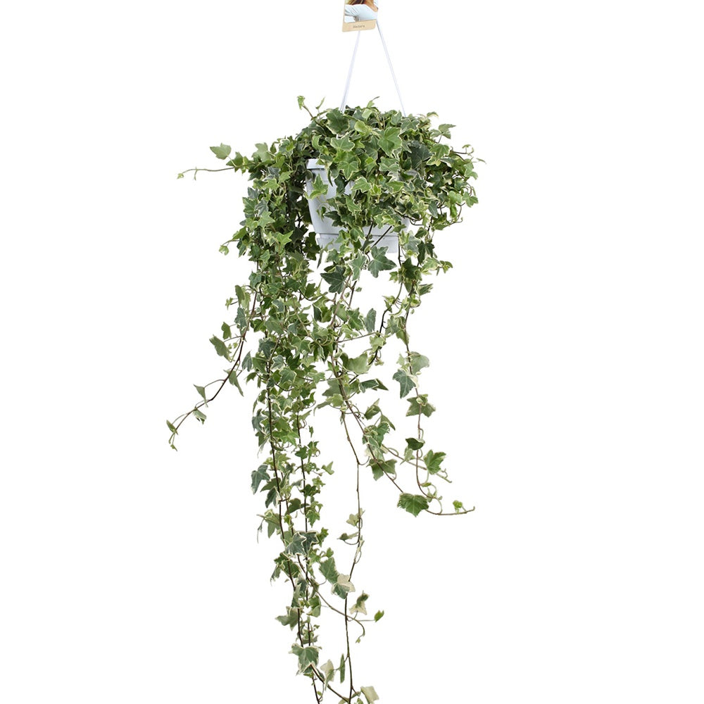 Lierre - Lierre commun Eva - Hedera helix eva
