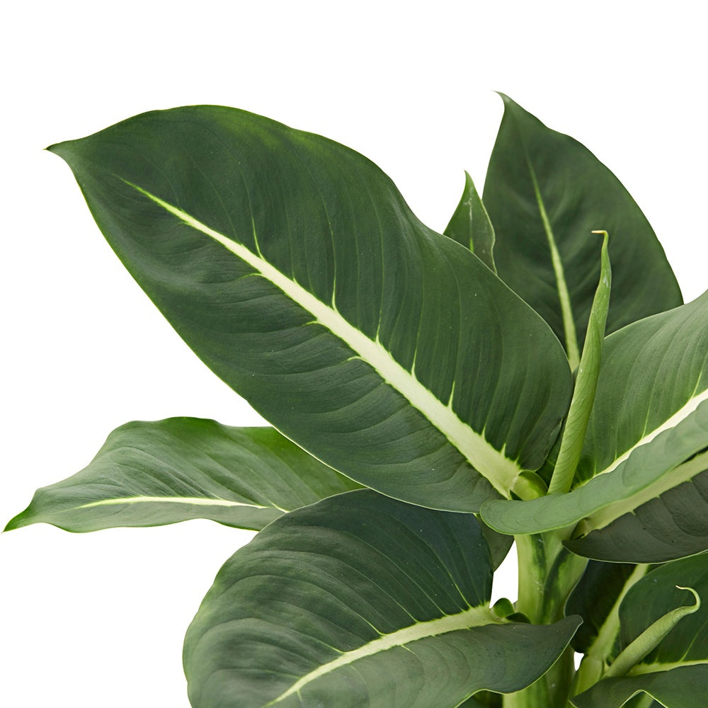 Dieffenbachia Green Magic - Dieffenbachia green magic - Willemse