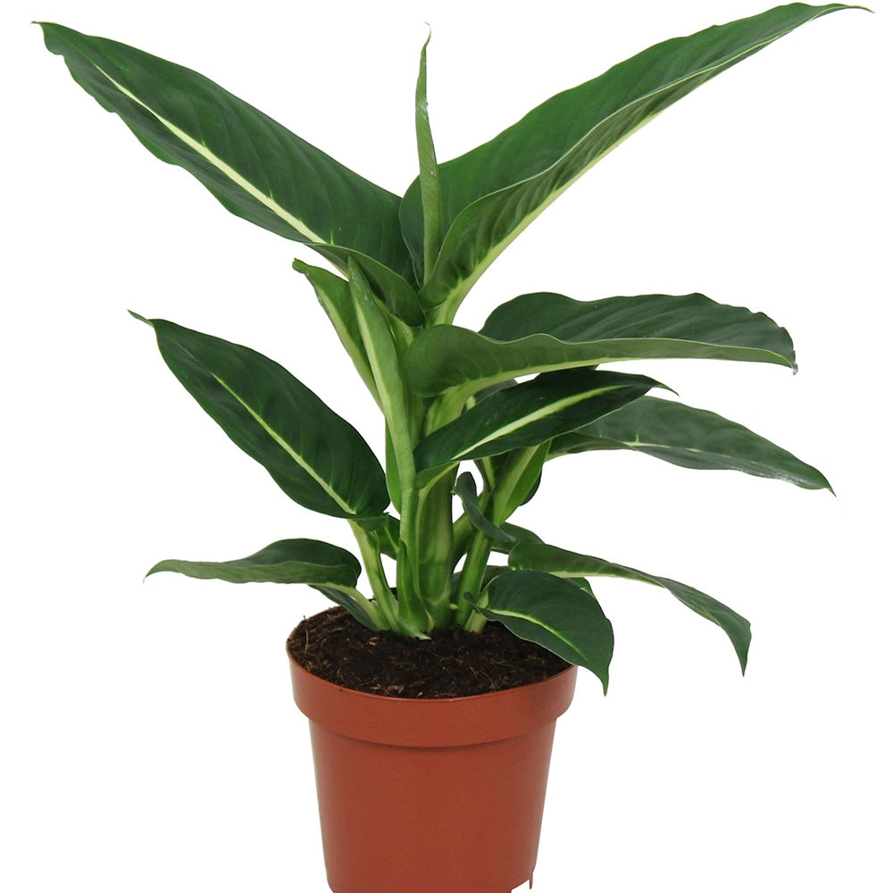 Dieffenbachia green magic - Dieffenbachia Green Magic - Dieffenbachia