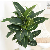 Dieffenbachia Green Magic - Willemse