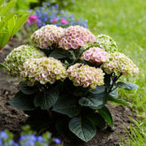 Hortensia Revolution Pink - Willemse