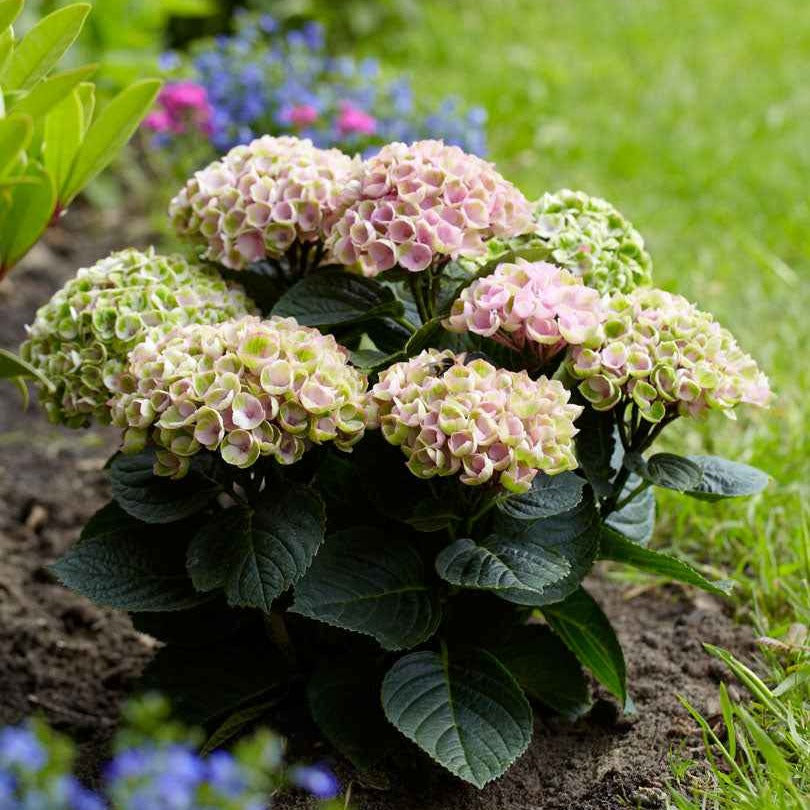 Hortensia Revolution Pink - Willemse