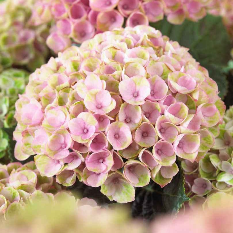 Hortensia Revolution Pink - Hydrangea macrophylla 'revolution pink' - Willemse
