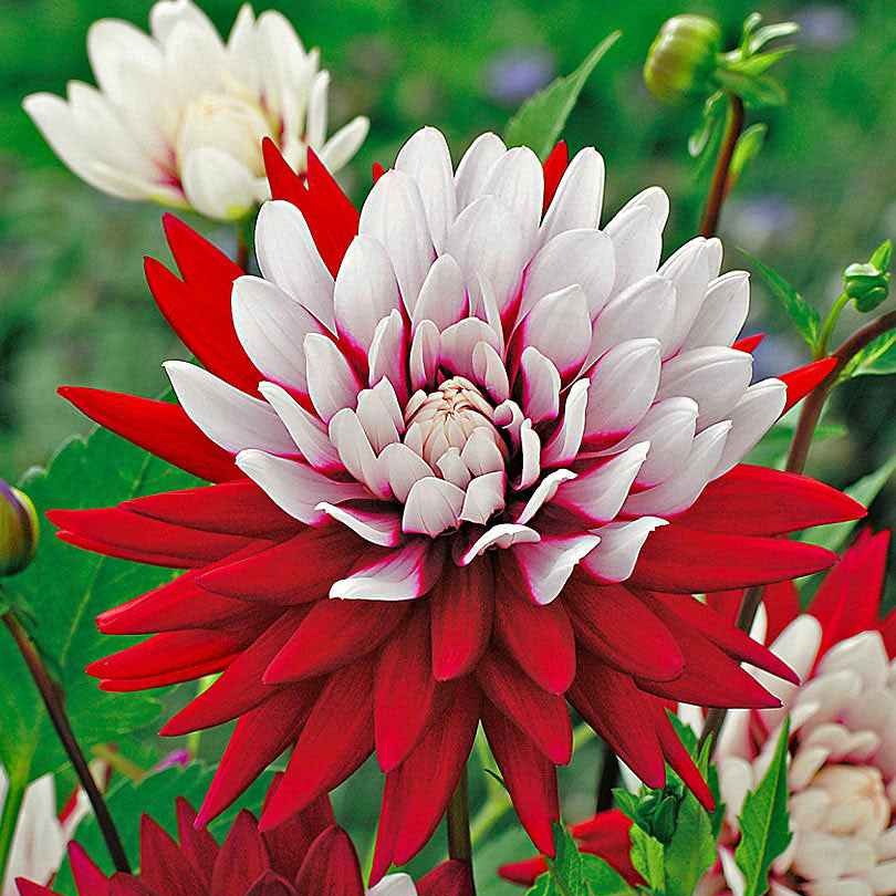 Dahlia - 3 Dahlias Rebecca's World - Dahlia 'rebecca's world'