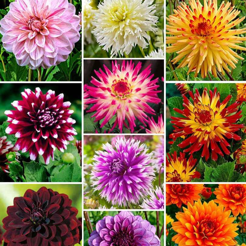 10 Dahlias The Ten en mélange - Dahlia 'the ten' - Plantes