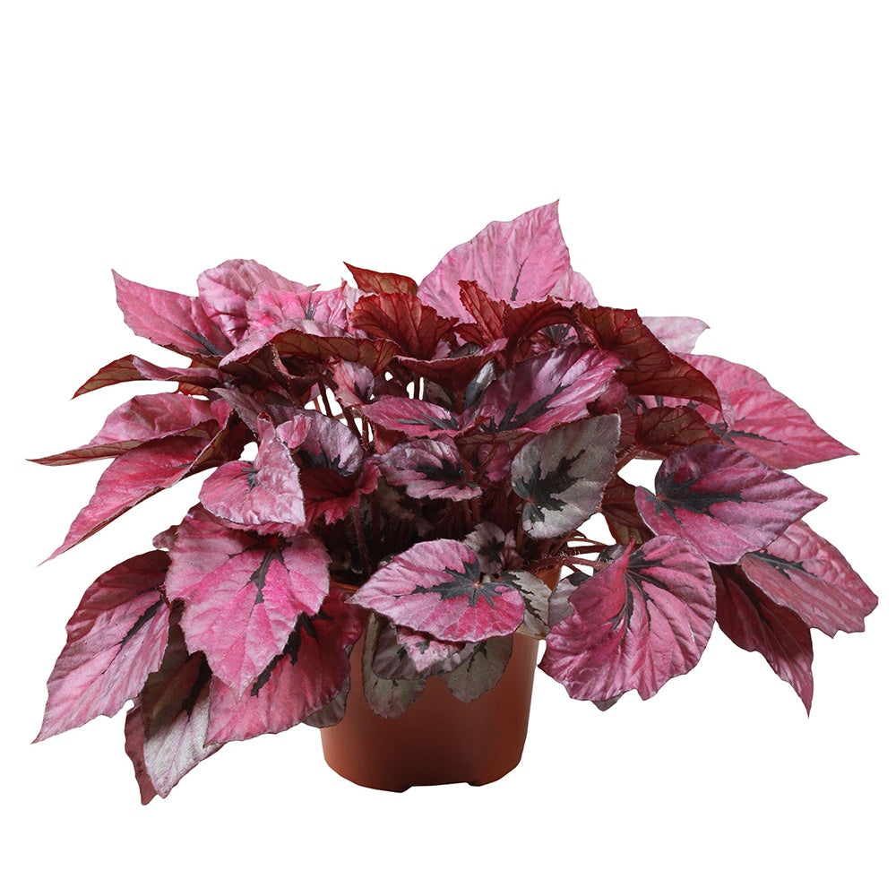 Bégonia Beleaf Indian Summer - Willemse