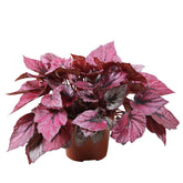 Bégonia Beleaf Indian Summer - Willemse