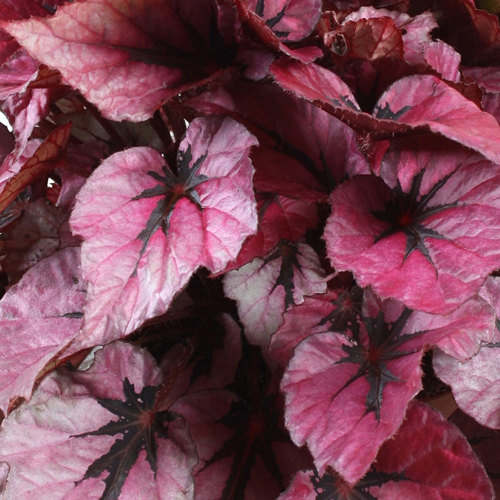 Bégonia Beleaf Indian Summer - Begonia beleaf indian summer