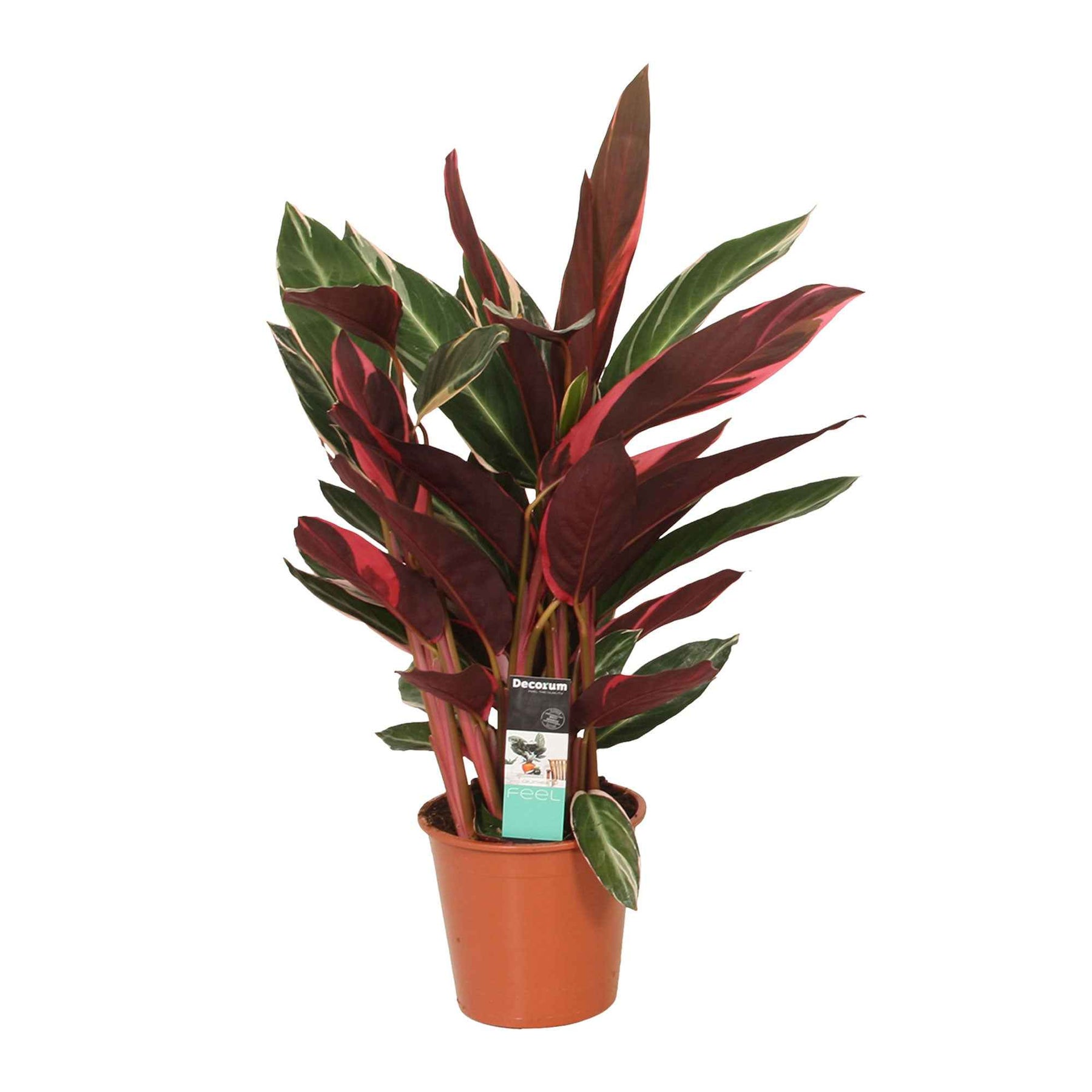 Calathea triostar - Calathea 'Triostar' - Calathea