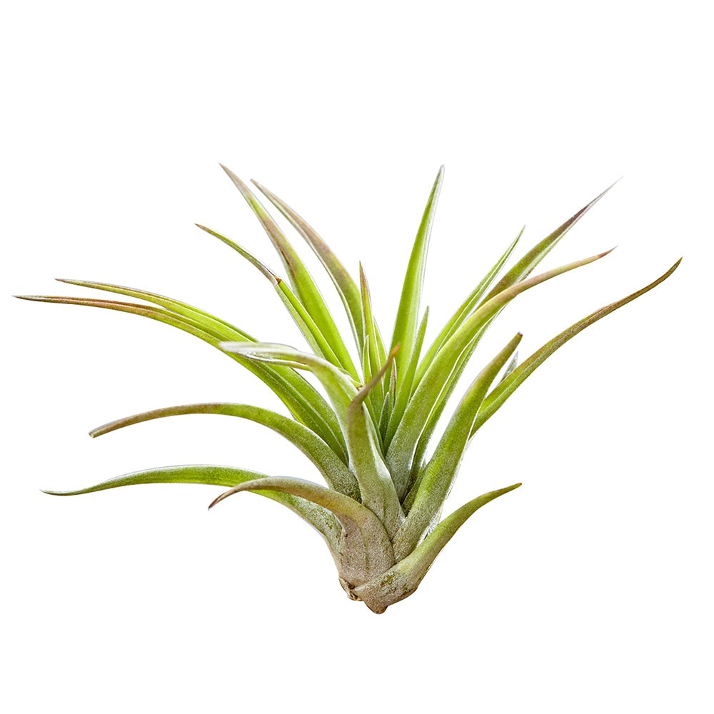 Tillandsia sur bois - Tillandsia - Willemse