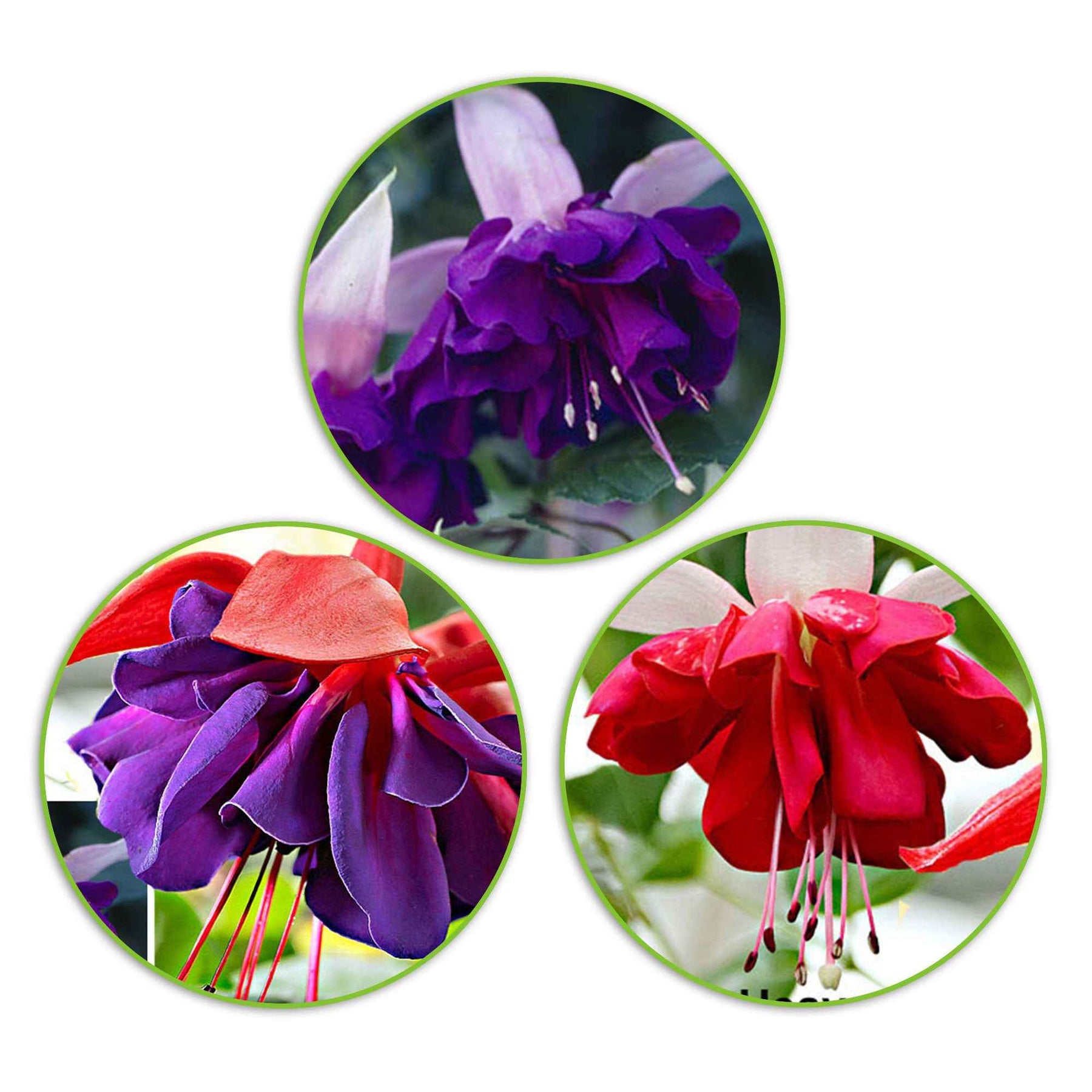 3 Fuchsias en mélange (Seventh Heaven, Voodoo, Royal Mosaic) - Willemse