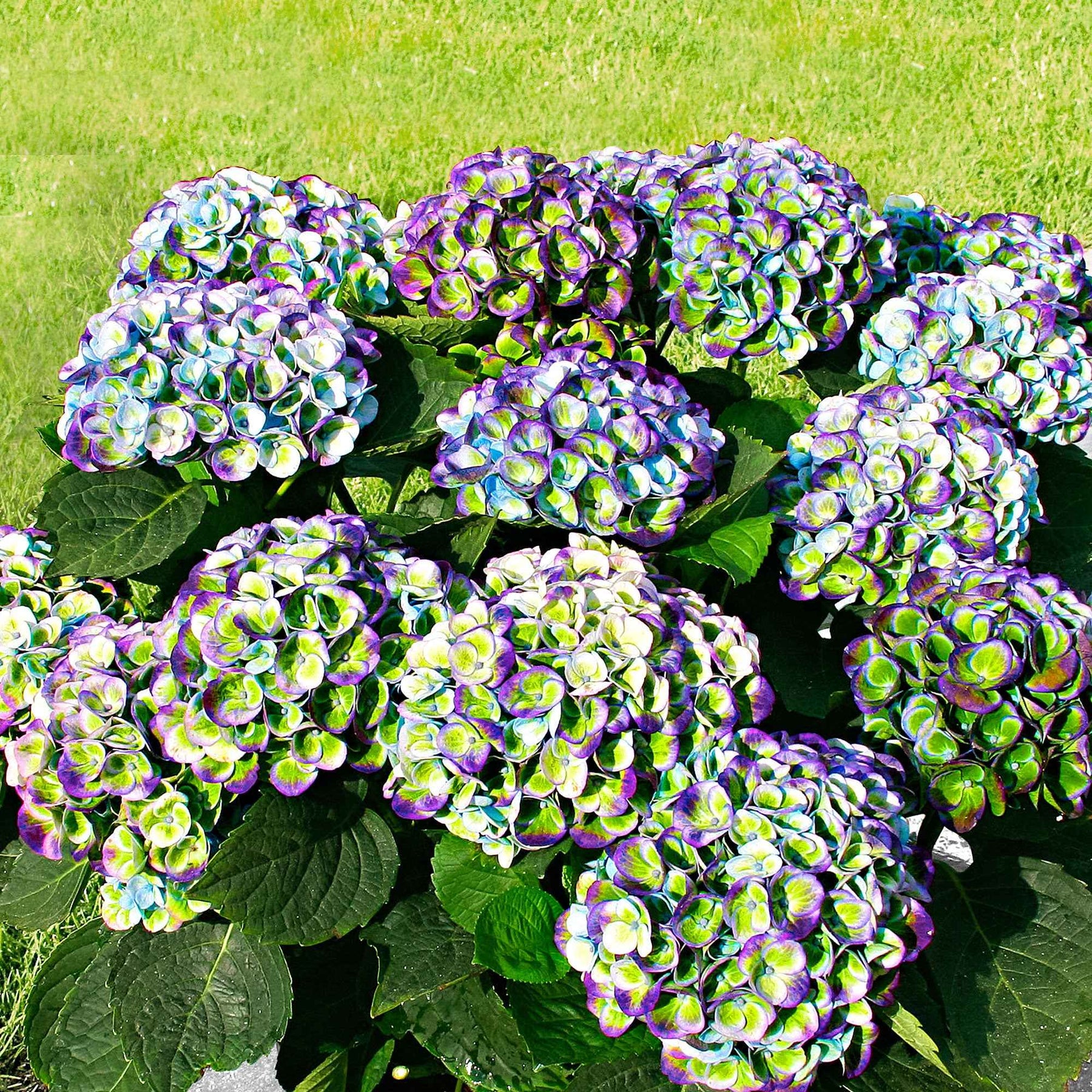 Hydrangea macrophylla Revolution Blue - Hortensia Revolution Blue - Hortensia à grandes feuilles