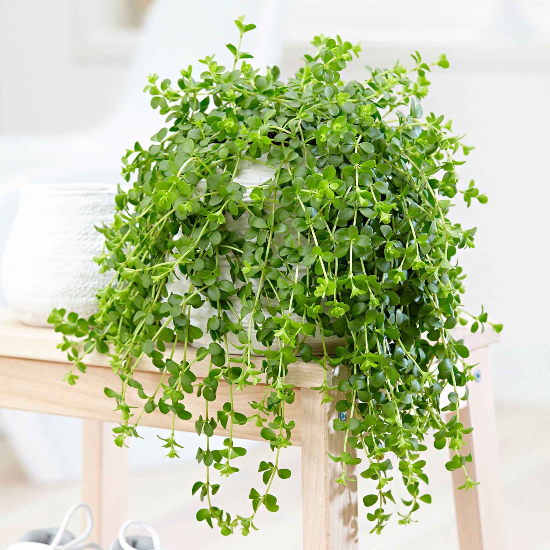 Peperomia Isabelle - Willemse