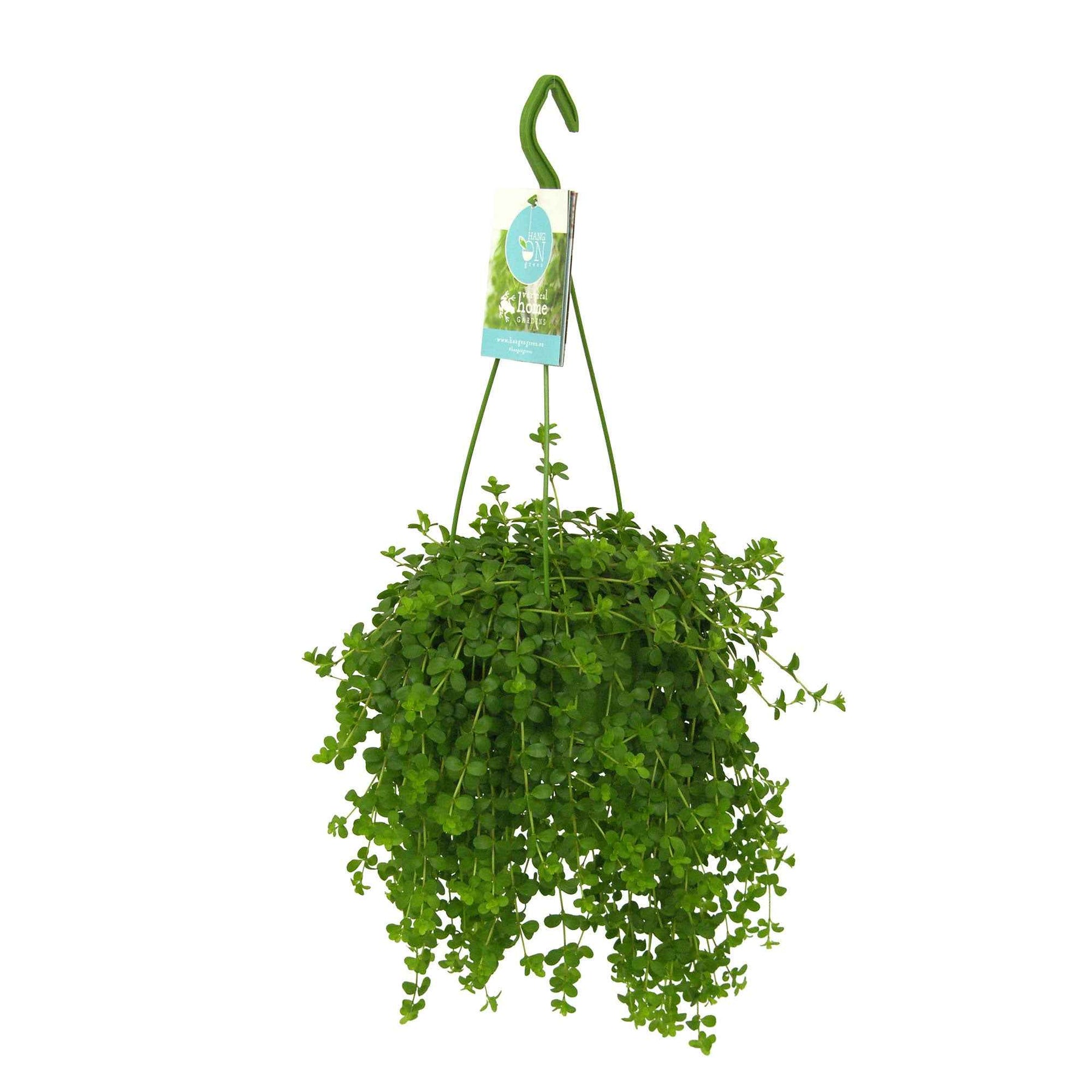 Peperomia isabelle - Peperomia Isabelle - Peperomia