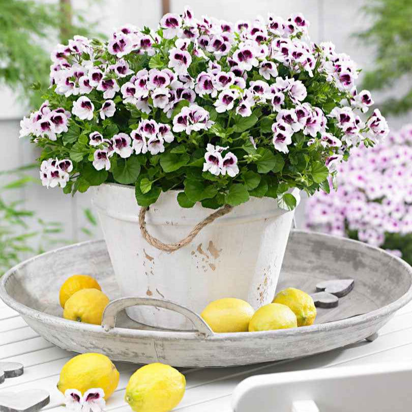 Pelargonium mosquitaway 'eva', 'lizzy' - 6 Pelargoniums odorants Mosquitaway Lizzy et Eva en mélange - Géranium de balcon