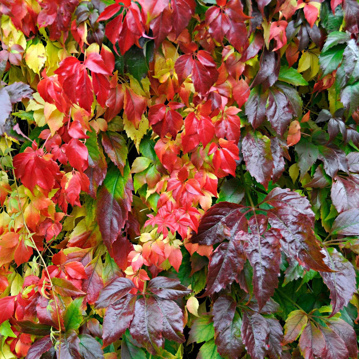 Vigne vierge Engelmannii - Willemse