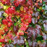 Vigne vierge Engelmannii - Willemse
